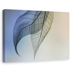 Tablou canvas - Cavatina, Delicata, Frunza, Fragil, Transparent, Translucid, 40 x 60 cm