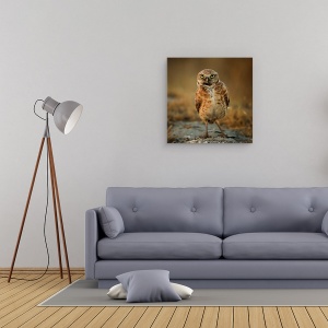 Tablou canvas - Ce Mai Faci?, Salbatic, Salbatic, Natura, Pasare, Bufnita, 60 x 60 cm - Img 2