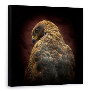 Tablou Canvas - Cineva Sa Se Uite La Mine, Ochi, Pasare, Savana Hawk, 60 x 60 cm