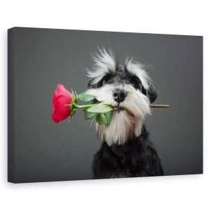 Tablou canvas - Dansatoare de tango, Animal, Miniatura, Schnauzer, Trandafir, 60 x 90 cm