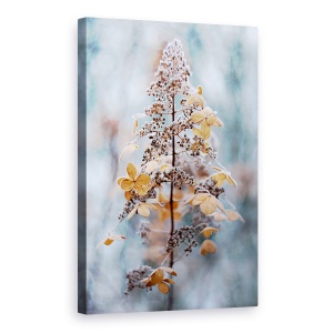 Tablou canvas - Dantela De Iarna, Hortensie, Paniculata, Floare, Seminte, Cap, 40 x 60 cm