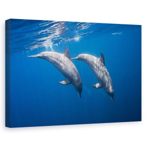 Tablou canvas - Doi Delfini, Ocean, Mare, Sub Apa, 60 x 90 cm
