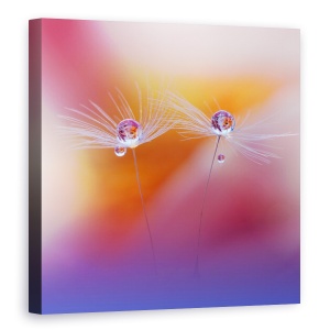 Tablou Canvas - Doua Lumi, Floare, Picatura, Natura Moarta, Macro, 60 x 60 cm