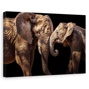 Tablou canvas - Elefanti, Dragoste, Licitatie, Tandrete, 60 x 90 cm