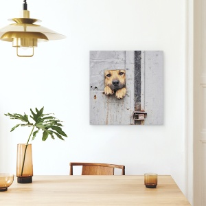 Tablou canvas - Fereastra Lui Benji, Caine, Gard, Fereastra, 60 x 60 cm - Img 4