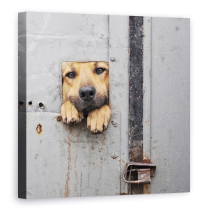 Tablou canvas - Fereastra Lui Benji, Caine, Gard, Fereastra, 90 x 90 cm