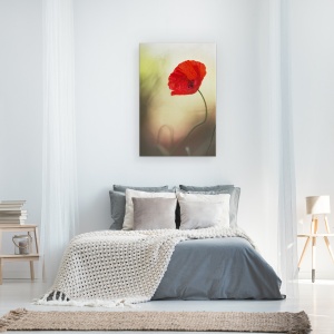Tablou canvas - Flori de Maci, Rosu, Idila, Moale, Iubire, Patima, 80 x 120 cm - Img 3