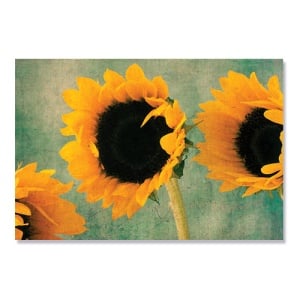 Tablou Canvas - Flori, Floarea-soarelui , Vara, 80 x 120 cm