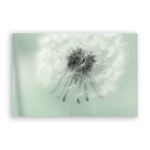 Tablou Canvas - Flori, Papadie, 60 x 90 cm