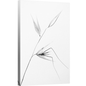 Tablou canvas - Frumusetea Unei Buruieni, Buruiana, Iarba, Macro, Grafic, 60 x 90 cm