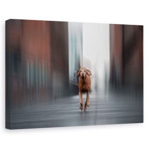 Tablou canvas - Fugi Ca Vantul, Caini, Hamburg, Oras, Animale, Caine, 60 x 90 cm