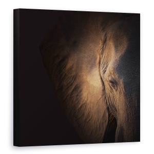 Tablou Canvas - Gigant Bland, Elefant, Botswana, Safari, 60 x 60 cm