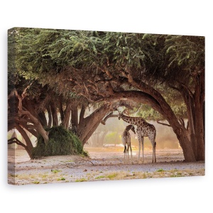 Tablou canvas - Girafa - Namibia, Nature, Africa, Peisaj, Safari, 60 x 90 cm