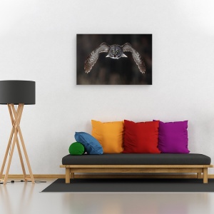 Tablou canvas - In Fata Ta, Natura, Pasari, Mare Gri, Bufnita Gri, 40 x 60 cm - Img 2