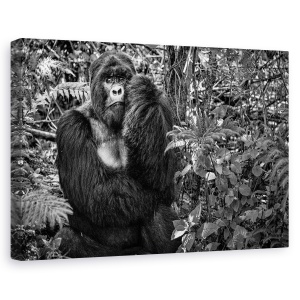 Tablou canvas - Kwitonda Silverback, Gorila, Rwanda, Virunga, Africa, Gorila, 60 x 90 cm
