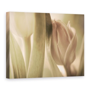 Tablou canvas - Lalele, Natura Moarta, Suedia, Floare, 75 x 100 cm