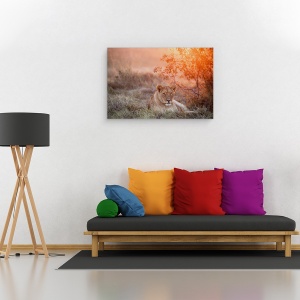 Tablou canvas - Leoaica in Apus de Soare , Fauna, Salbatic, Natura, Animal, Leu, 40 x 60 cm - Img 2