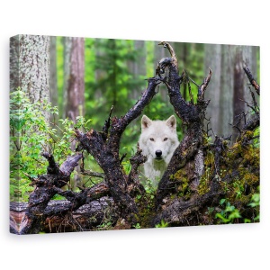 Tablou canvas - Lup, Nature, Copac, Padure, Ochi, 60 x 90 cm
