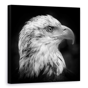 Tablou canvas - Maiestuos, Vultur, Animal, Pasare, Mandrie, 60 x 60 cm