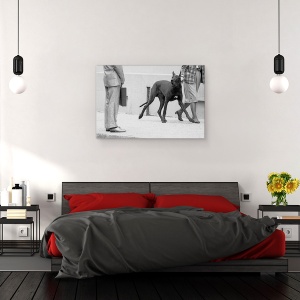 Tablou canvas - Marele Bodyguard Danez , Caine, Bodyguard, Intalnire, Protectie, Grozav, 40 x 60 cm - Img 3