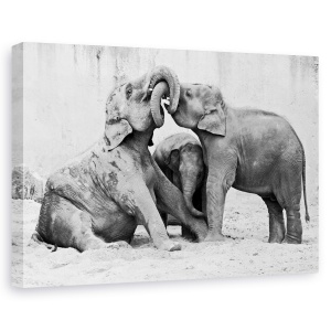 Tablou canvas - Menage a trois, Animal, Elefant, Zoo, Lupta, 60 x 90 cm