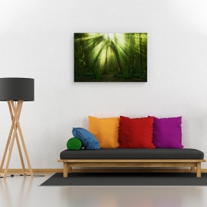 Tablou canvas - Miracolul, Statele Unite Ale Americii, Washington, Padurea Tropicala, Razele De Soare, Lumina, 40 x 60 cm - Img 2
