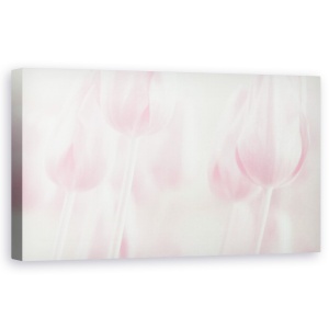 Tablou canvas - Moliciune, Macro, Roz, Punct, Macro, 50 x 100 cm