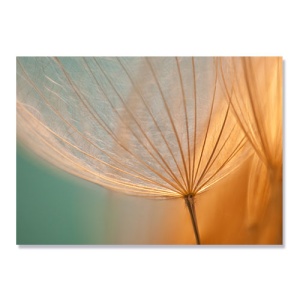 Tablou Canvas - Natura, Flori, Papadie, 75 x 100 cm