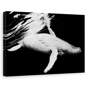 Tablou canvas - Negru Si Balena, Cocoasa, Sefii, Sub Apa, 60 x 90 cm