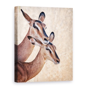 Tablou canvas - Nu-Ti Face Griji, Sunt Aici, Animale, Salbatic, Dragoste, 60 x 80 cm