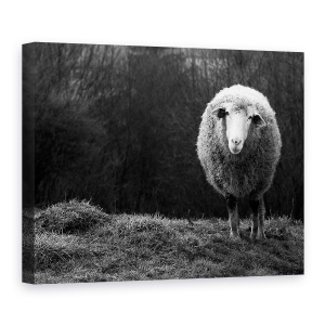 Tablou canvas - Oaie Singuratica, Animal, Alb-Negru, Camp, Blana, 50 x 70 cm