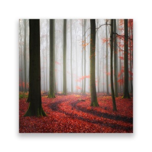 Tablou Canvas - Padure, Copaci, Frunze, 60 x 60 cm