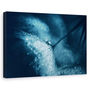 Tablou canvas - Papadie albastra, Flori, Picatura, Lumina, Tonifiat, 60 x 90 cm