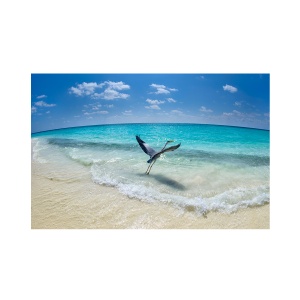 Tablou Canvas - Pasare, Mare, Natura, 60 x 90 cm