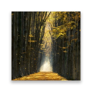 Tablou Canvas - Peisaj, Natura, Padure, Frunze, Drumete, Toamna, 60 x 60 cm