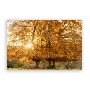 Tablou Canvas - Peisaj, Natura, Padure, Frunze, Toamna, 60 x 90 cm