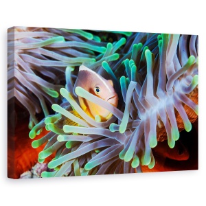 Tablou canvas - Pestele clovn, Animal, Recif, Natura, Salbatice, 80 x 120 cm