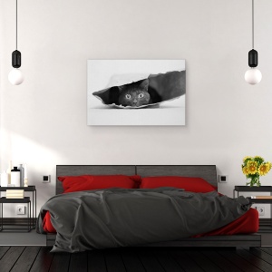 Tablou canvas - Pisica din Punga, Sac, Pet, Animal, Dragut, 40 x 60 cm - Img 3