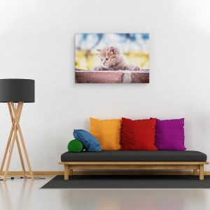 Tablou canvas - Pisica, Dragut, Animal, 80 x 120 cm - Img 2