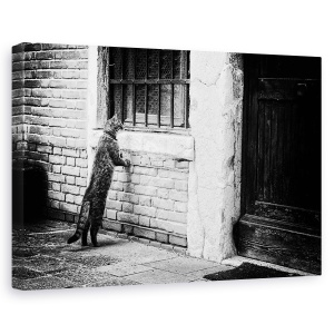 Tablou canvas - Pisica, Venetia, Pereti, Vechi, Fereastra, 60 x 90 cm
