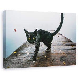 Tablou canvas - Pisicuta, Animal, Pisica, Animale, Pisici, Pet, 80 x 120 cm