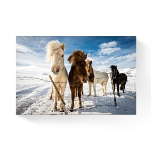Tablou Canvas - Ponei, Animal, Zapada, Gard, Iarna, 80 x 120 cm