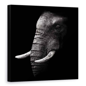 Tablou Canvas - Portret, Elefant, Animal, Intuneric, Trunchi, Experienta, 90 x 90 cm
