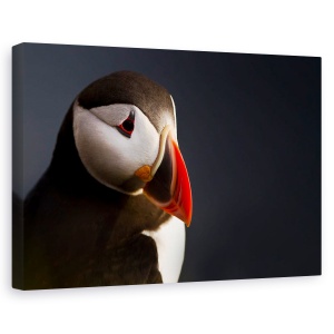 Tablou canvas - Portret Puffin, Pasare, Animal, Cioc, Animale, 60 x 90 cm