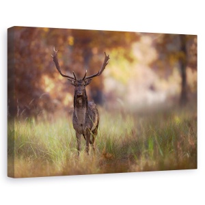 Tablou canvas - Pozand, Salbatic, Cerb, Caprioara, Padure, 60 x 90 cm