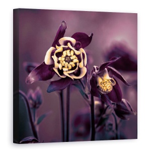 Tablou canvas - Privilegiat, Floare, Macro, Galben, Violet, Prim-Plan, 60 x 60 cm