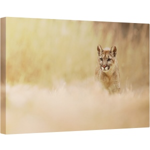 Tablou canvas - Puma, Fauna, Salbatic, Natura, Animal, Felina, 40 x 60 cm
