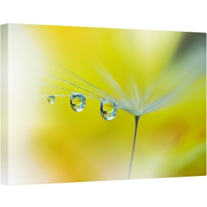 Tablou canvas - Raze de Soare, Galben, Papadie, Samanta, Reflectie, Moale, Vara, 40 x 60 cm