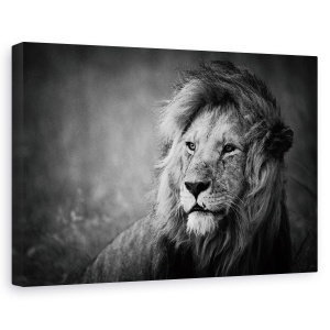 Tablou canvas - Regal, Nature, Leu, Rege, 60 x 90 cm