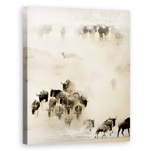Tablou canvas - Roire, Serengeti, Tanzania, Salbatic, Africa, Natura, 60 x 75 cm